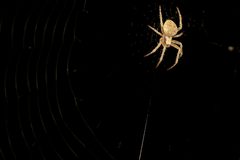 Brown Sailor Spider by Sathya Narayanan Sridhar. Used under a CC BY-SA 4.0 license.