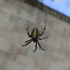 Neoscona oaxacensis - Araneidae by Juan Carlos Fonseca Mata. Used under a CC BY-SA 4.0 license.
