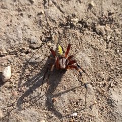 Neoscona oaxacensis 000447 by Juan Carlos Fonseca Mata. Used under a CC BY-SA 4.0 license.