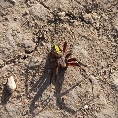Neoscona oaxacensis GTO63117 by Juan Carlos Fonseca Mata. Used under a CC BY-SA 4.0 license.