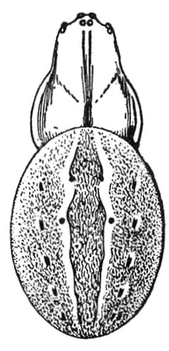 Common Spiders U.S. 396 Neoscona pratensis by James Henry Emerton (1847 – 1931). Used under a Public domain license.