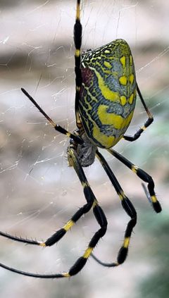 Joro Spider Korea by BagInABag. Used under a CC BY-SA 4.0 license.