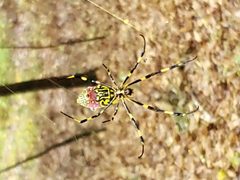 Joro spider by Cudavic. Used under a CC BY-SA 4.0 license.