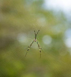 Trichonephila clavata Kyoto by Yerpo. Used under a CC BY-SA 4.0 license.
