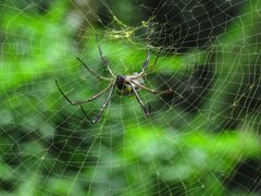 Aranha - Nephila clavipes by Ch monster. Used under a CC0 license.