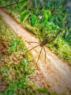 Golden silk orb-weavers spider by Philipola. Used under a CC0 license.