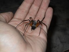 Nephila clavipes argentina by usuario:tato 713. Used under a CC BY-SA 4.0 license.
