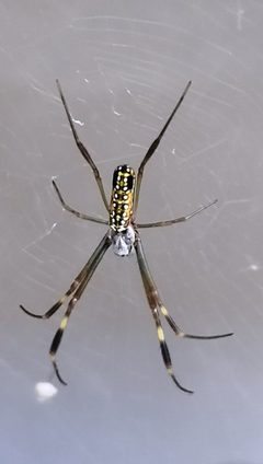 Trichonephila clavipes by Hudsoncss. Used under a CC BY-SA 4.0 license.