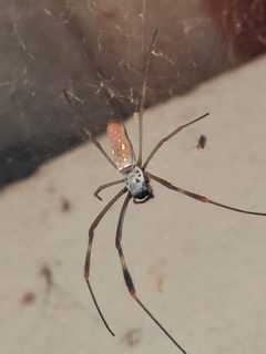 Trichonephila clavipes 2 by Kızıldeniz. Used under a CC BY-SA 4.0 license.