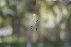 Trichonephila clavipes in web in Florida by P,TO 19104. Used under a CC BY-SA 4.0 license.