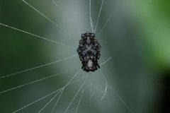 Wagneriana tauricornis by Whispersmith. Used under a CC BY 3.0 license.