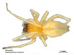 Cheiracanthium inclusum by Caroline Harding. Used under a CC BY 3.0 au license.