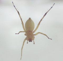 Chiracanthium sp ventral by wikipedia. Used under a CC BY 2.0 license.