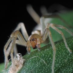 Ground-spider-frontal-mze by Solmeber. Used under a CC BY 2.5 license.