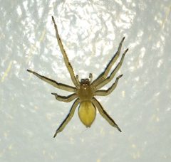 Yellow-sac-spider by Austin Campbell. Used under a CC BY-SA 4.0 license.