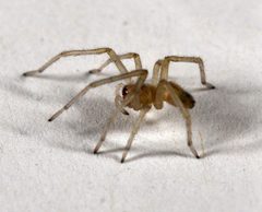 Cheiracanthium mildei - spiderling 3 by Micha L. Rieser. Used under a Attribution license.