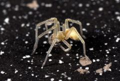 Cheiracanthium mildei - spiderling 4 by Micha L. Rieser. Used under a Attribution license.