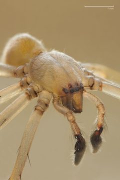 Cheiracanthium mildei male by Richard Bartz. Used under a CC BY-SA 2.5 license.