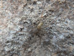 Cheiracanthium mildei male Piazzo 04 by Syrio. Used under a CC BY-SA 4.0 license.