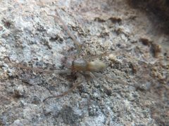 Cheiracanthium mildei male Piazzo 05 by Syrio. Used under a CC BY-SA 4.0 license.