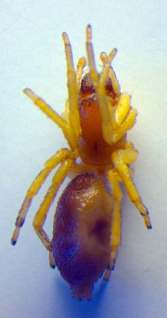 Clubiona lutescens by Zoologische Staatssammlung Muenchen. Used under a CC BY-SA 3.0 license.