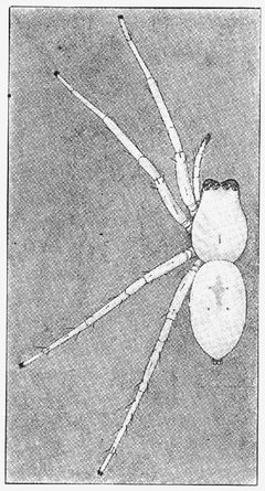 Common Spiders U.S. 048 by James Henry Emerton (1847 – 1931). Used under a Public domain license.