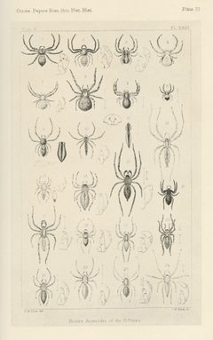 Hentz Plate 10 by Nicholas Marcellus Hentz. Used under a Public domain license.