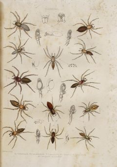 BlackwallSpidersPlateVII by John Blackwall. Used under a Public domain license.