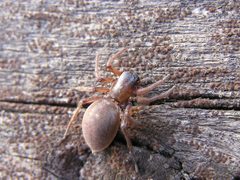 Ab spider 004 by Andrey Butko
. Used under a CC BY-SA 3.0 license.