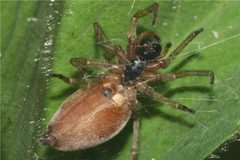 Clubiona trivialis1 by Holger Gröschl. Used under a CC BY-SA 2.0 de license.
