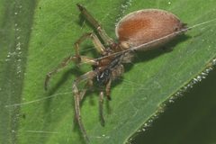 Clubiona trivialis2 by Holger Gröschl. Used under a CC BY-SA 2.0 de license.