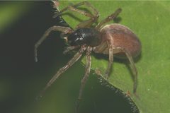 Clubiona trivialis3 by Holger Gröschl. Used under a CC BY-SA 2.0 de license.
