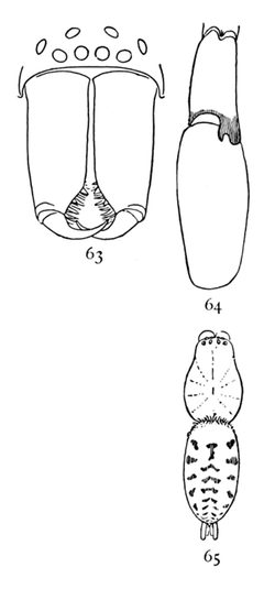 Common Spiders U.S. 063-5 by James Henry Emerton (1847 – 1931). Used under a Public domain license.