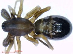 Castianeira cingulata 1 by M. Alex Smith, Centre for Biodiversity Genomics. Used under a CC BY-SA 3.0 license.