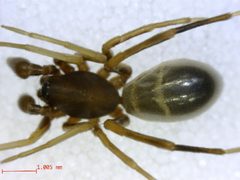 Castianeira cingulata 2 by M. Alex Smith, Centre for Biodiversity Genomics. Used under a CC BY-SA 3.0 license.