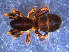 Castianeira cingulata 3 by M. Alex Smith, Centre for Biodiversity Genomics. Used under a CC BY-SA 3.0 license.