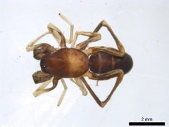 Castianeira cingulata 4 by M. Alex Smith, Centre for Biodiversity Genomics. Used under a CC BY-SA 3.0 license.