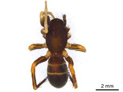 Castianeira cingulata 5 by M. Alex Smith, Centre for Biodiversity Genomics. Used under a CC BY-SA 3.0 license.