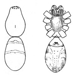 Common Spiders U.S. 023-4 by James Henry Emerton (1847 – 1931). Used under a Public domain license.