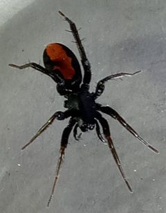 Red Stripe Spider by Largely Legible Layman. Used under a CC0 license.