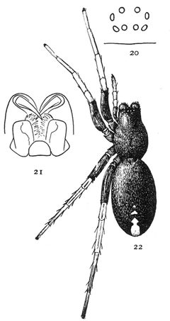 Common Spiders U.S. 020-2 by James Henry Emerton (1847 – 1931). Used under a Public domain license.