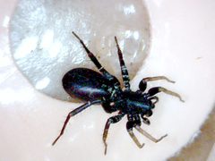 Castianeira sp UV 2 PEM by Patrick Edwin Moran. Used under a CC BY-SA 3.0 license.