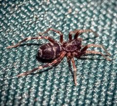 Long Palped Ant Mimic Sac Spider - Castianeira longipalpa by WanderingMogwai. Used under a CC BY-SA 4.0 license.