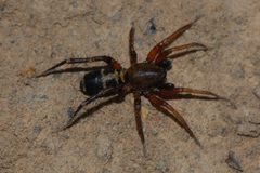 Castianeira thalia-1 by Eugene Zelenko. Used under a CC BY-SA 4.0 license.