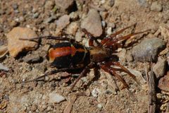 Castianeira thalia-3 by Eugene Zelenko. Used under a CC BY-SA 4.0 license.
