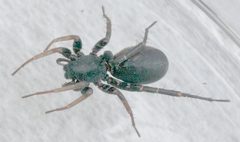 Castianeira sp PEM by Patrick Edwin Moran. Used under a CC BY-SA 3.0 license.