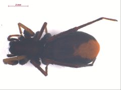 Castianeira walsinghami f1 by CBG Photography Group, Centre for Biodiversity Genomics. Used under a CC BY-SA 3.0 license.