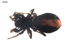 Castianeira walsinghami f2 by G. Blagoev. Used under a CC0 license.