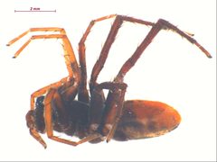Castianeira walsinghami m by CBG Photography Group, Centre for Biodiversity Genomics. Used under a CC BY-SA 3.0 license.