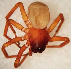 Corinnid sac spider by Teal Reverie. Used under a CC BY-SA 4.0 license.